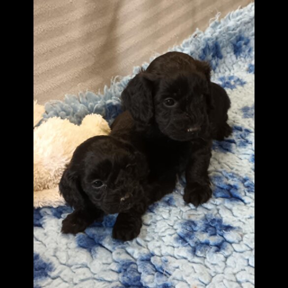 Cockapoo