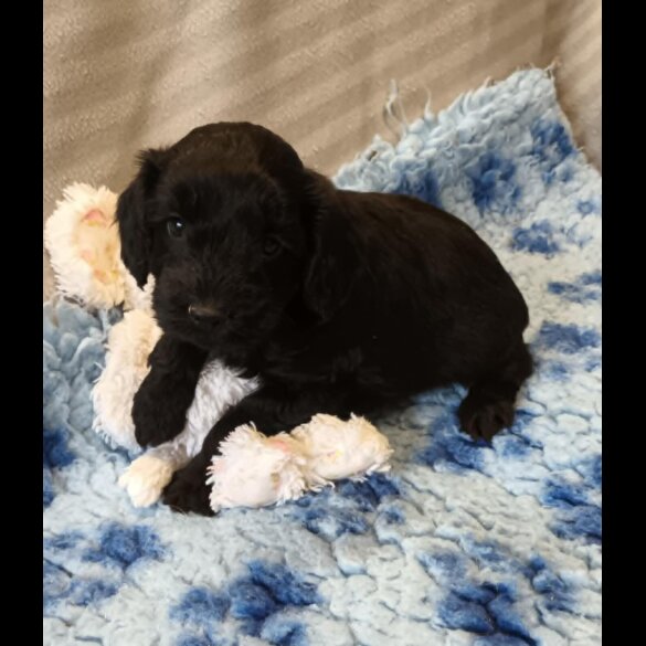 Cockapoo