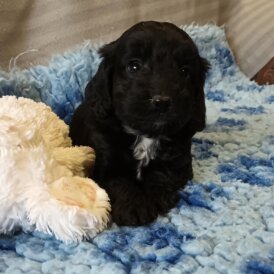 Cockapoo