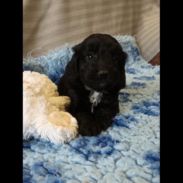 Cockapoo