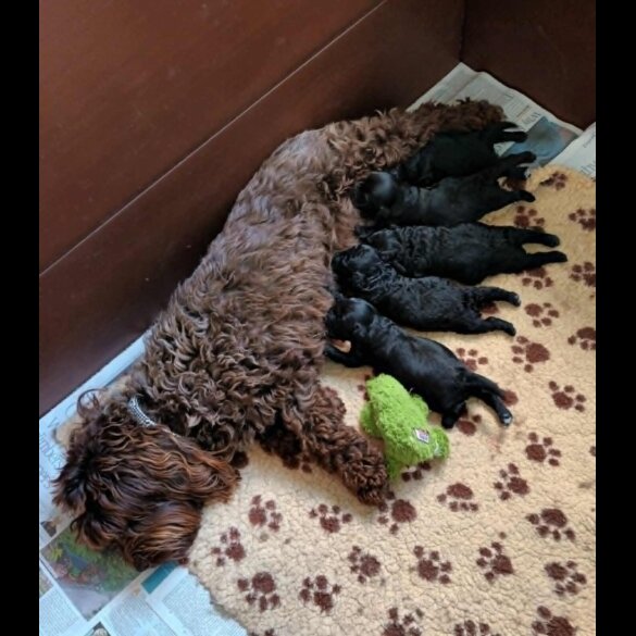 Cockapoo