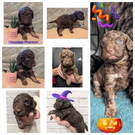 Cockapoo