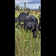 Flat Coated Retriever