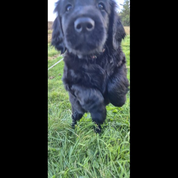 Flat Coated Retriever
