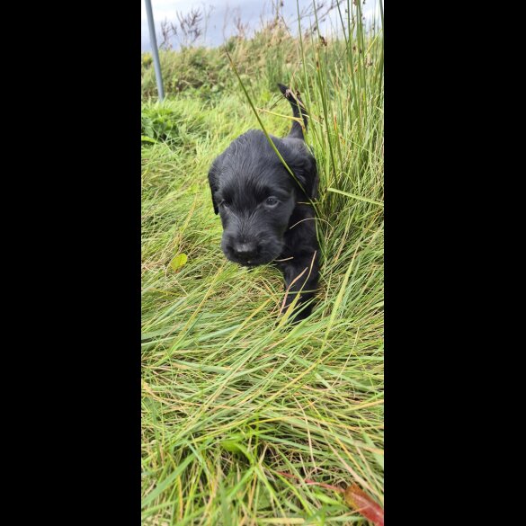 Flat Coated Retriever
