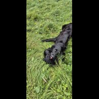 Flat Coated Retriever