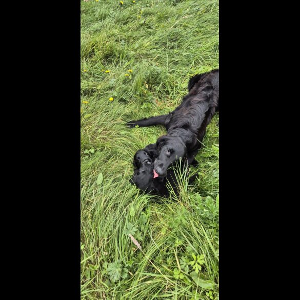 Flat Coated Retriever