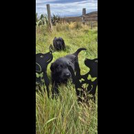 Flat Coated Retriever