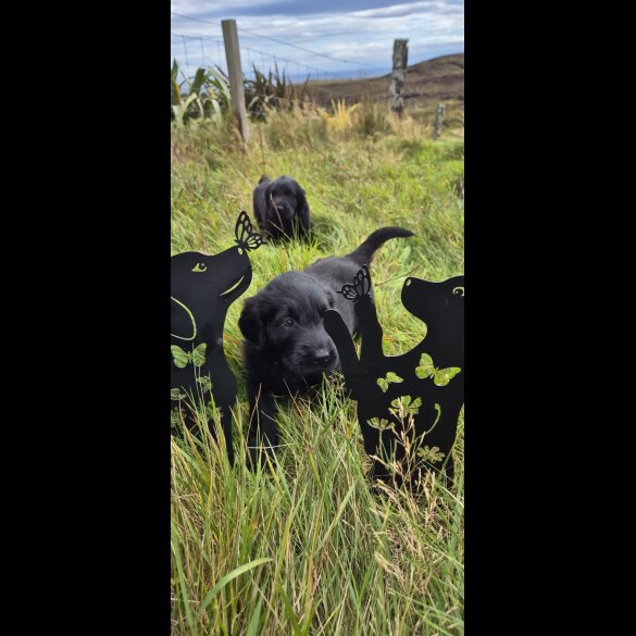 Flat Coated Retriever