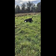 Flat Coated Retriever