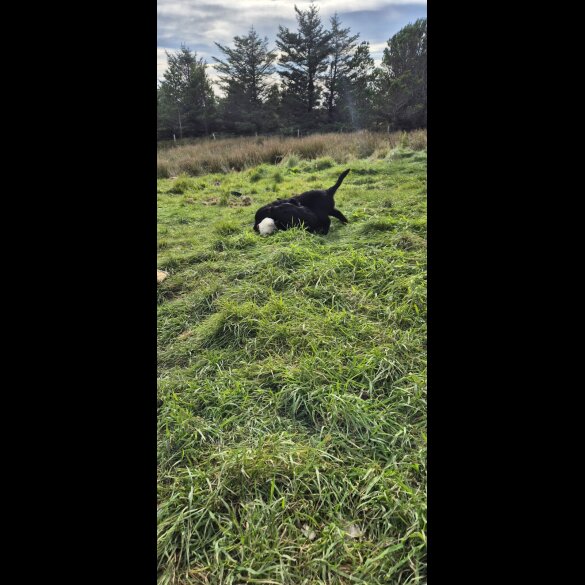 Flat Coated Retriever