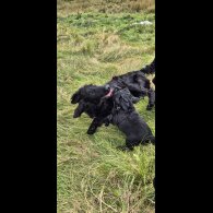 Flat Coated Retriever