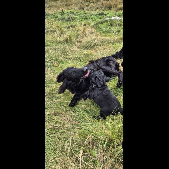 Flat Coated Retriever