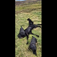 Flat Coated Retriever