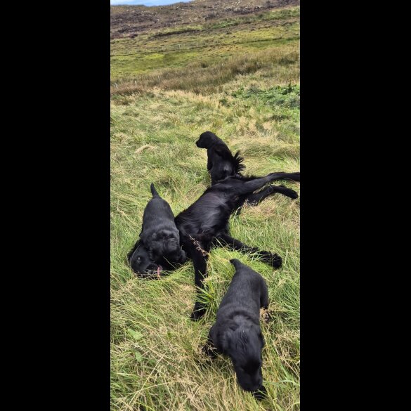 Flat Coated Retriever