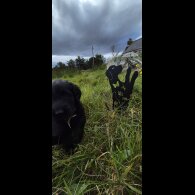 Flat Coated Retriever