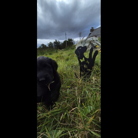 Flat Coated Retriever