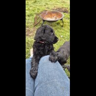 Flat Coated Retriever