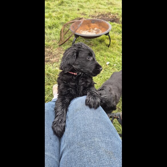 Flat Coated Retriever