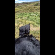 Flat Coated Retriever