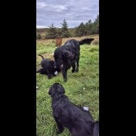 Flat Coated Retriever