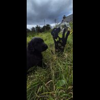 Flat Coated Retriever