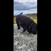 Flat Coated Retriever