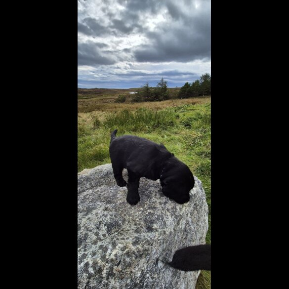Flat Coated Retriever