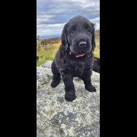 Flat Coated Retriever