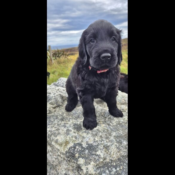 Flat Coated Retriever