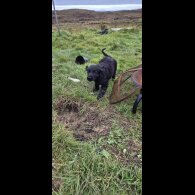 Flat Coated Retriever