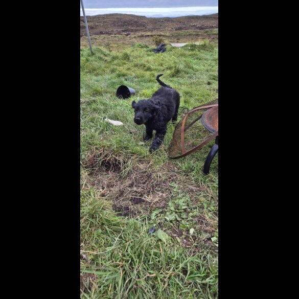 Flat Coated Retriever