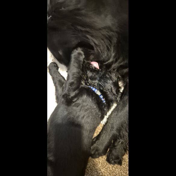Flat Coated Retriever