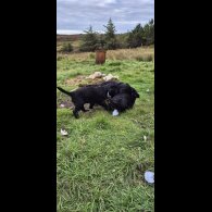 Flat Coated Retriever