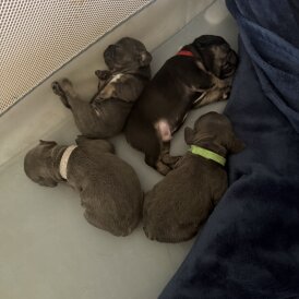 French Bulldog