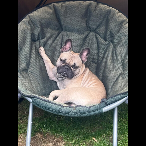 French Bulldog
