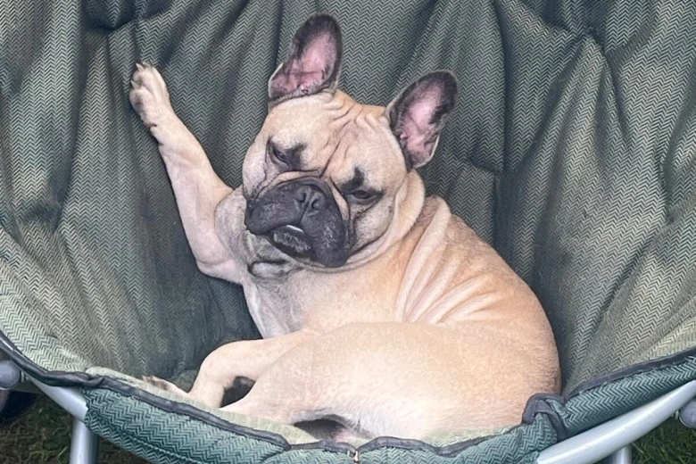 French Bulldog