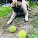 French Bulldog
