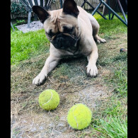 French Bulldog