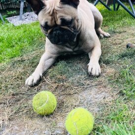 French Bulldog