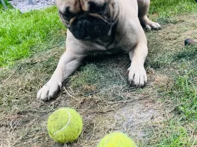 French Bulldog