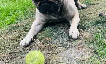 French Bulldog