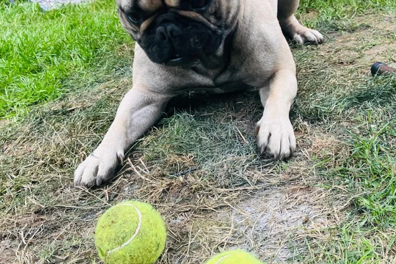 French Bulldog