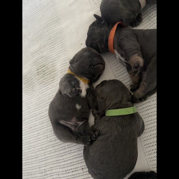 French Bulldog