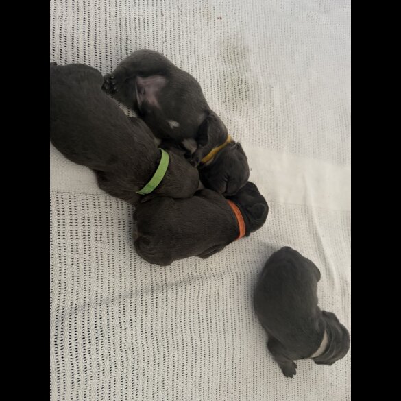 French Bulldog