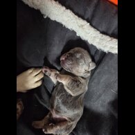 French Bulldog