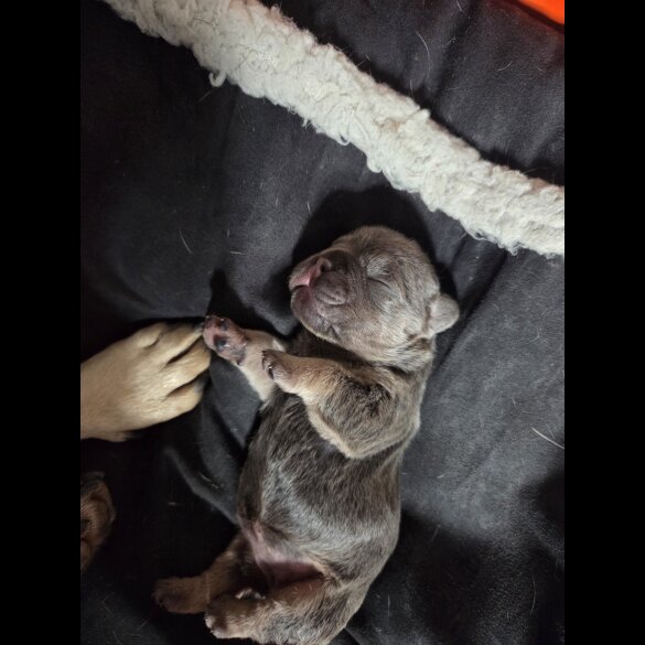 French Bulldog