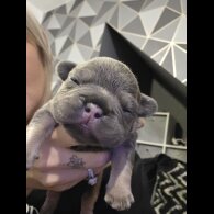 French Bulldog