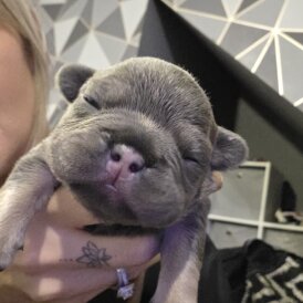 French Bulldog