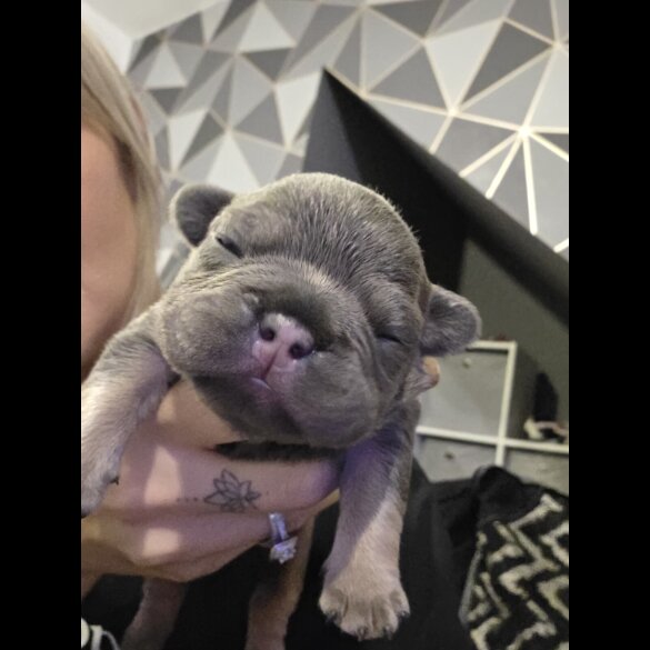 French Bulldog